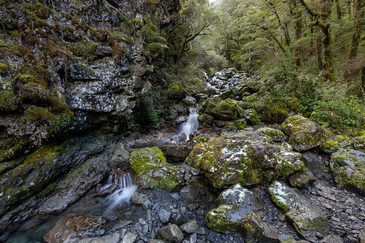 Bush track near Arthur's Pass village