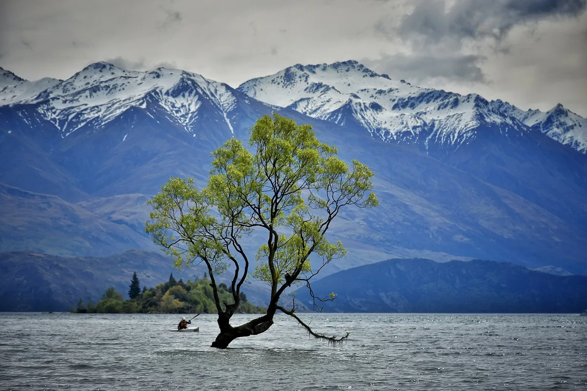The lone willow tree standing in Lake Wānaka